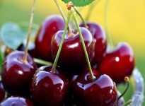 Study of the effect of CONCERVOL coating on the postharvest life of cherries