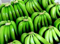 New treatment extends shelf life of bananas