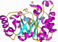 Enzyme Isomerase là gì? Vai trò của enzyme Isomerase